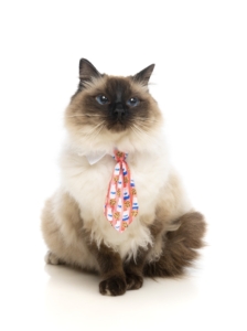 犬猫用　ネクタイ　スリーピータイム